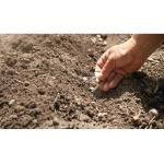 5 ошибок весенней вспашки, из-за которых почва становится пылью