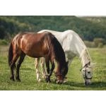 3 способи швидше знаходити покупців на коней