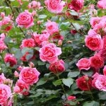 Які троянди краще переносять спекотне літо та рідкісний полив