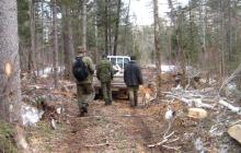 На Сумщині під час лісосічних робіт загинув лісоруб