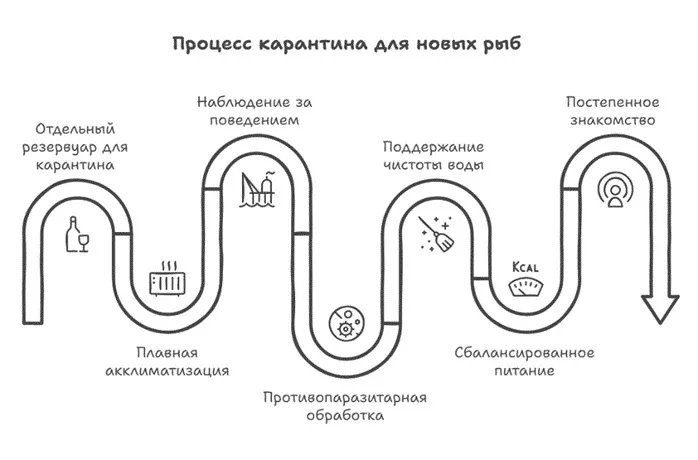 Рыбки на карантине: как правильно адаптировать новых обитателей аквариума