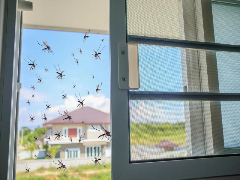many-mosquitoes-flyi.jpg
