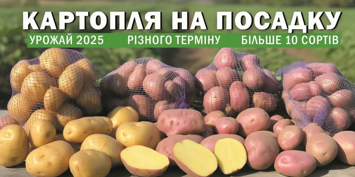 насіннєва катопля, сорти картоплі для посадки, Кліома Севріс